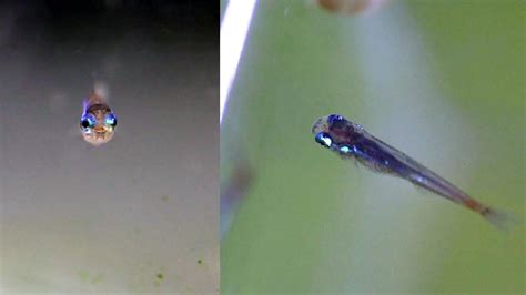 neon tetra fry